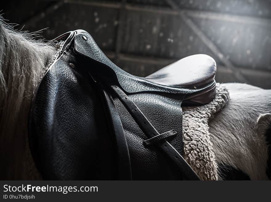 Horse, Horse Tack, Black, Bridle