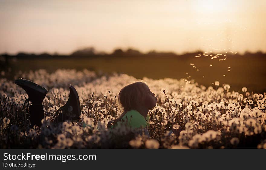 Field, Sky, Grass, Morning