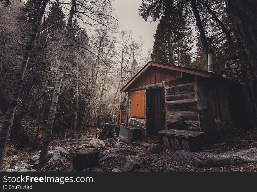 Shack, Log Cabin, Tree, Woodland