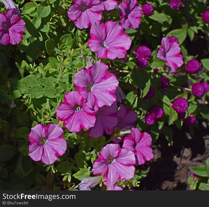 Flower, Plant, Flowering Plant, Annual Plant