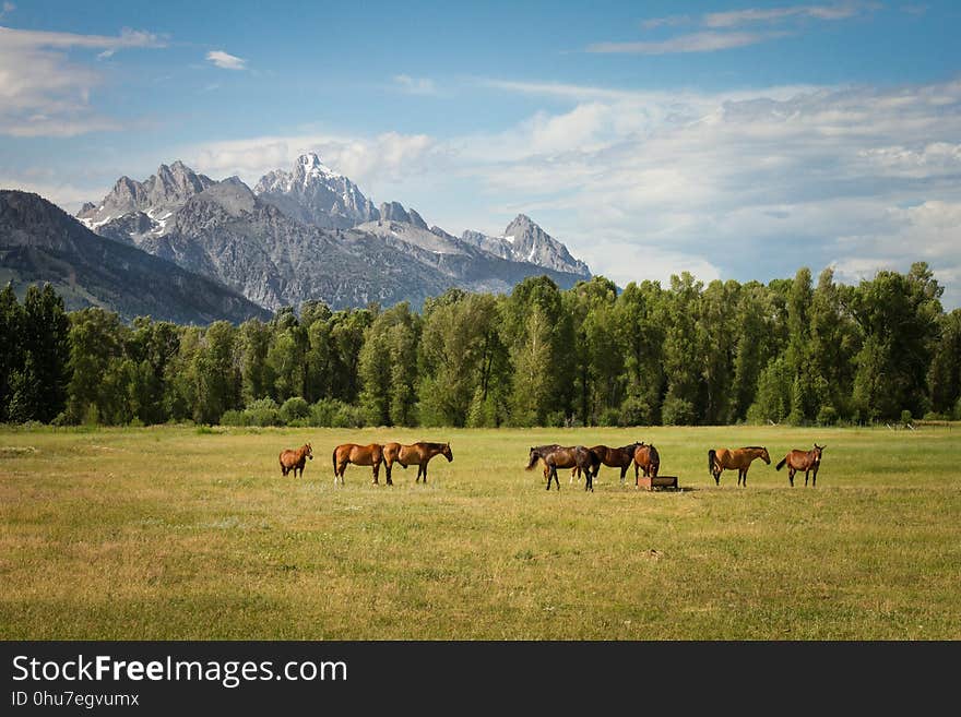 Grassland, Pasture, Ecosystem, Mountainous Landforms