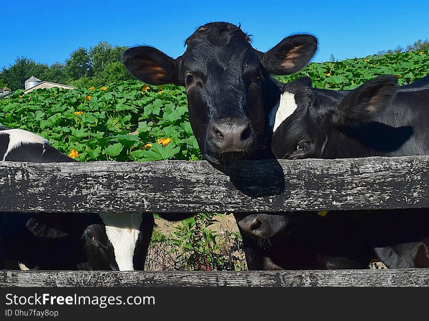 Cattle Like Mammal, Fauna, Dairy Cow, Grass