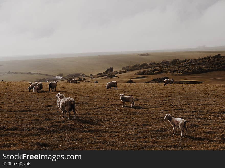 Herd, Ecosystem, Grassland, Highland