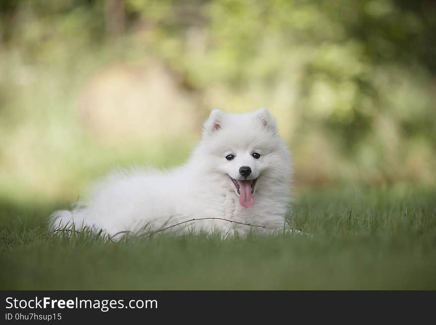 Dog Like Mammal, Dog Breed, Mammal, Japanese Spitz