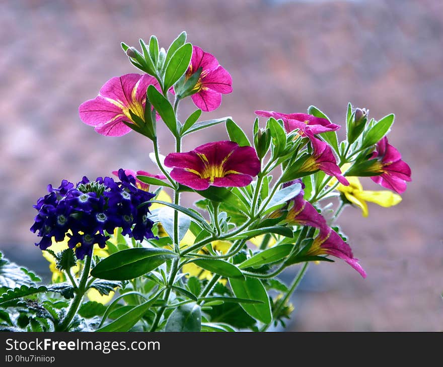 Flower, Plant, Flora, Flowering Plant