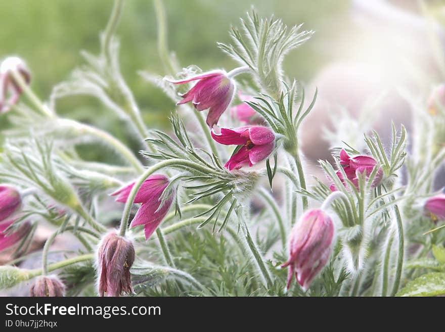 Flower, Plant, Flora, Wildflower