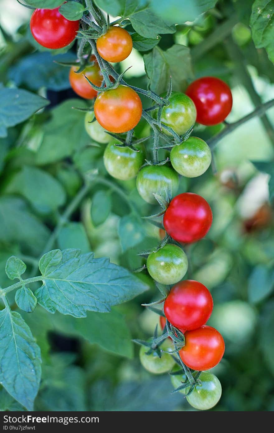 Natural Foods, Fruit, Tomato, Potato And Tomato Genus