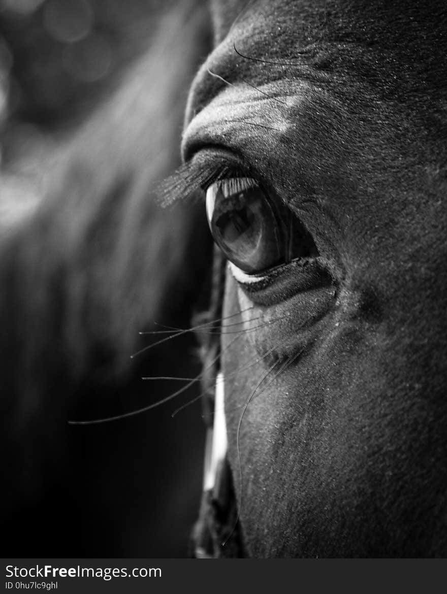 Face, Black, Black And White, Monochrome Photography