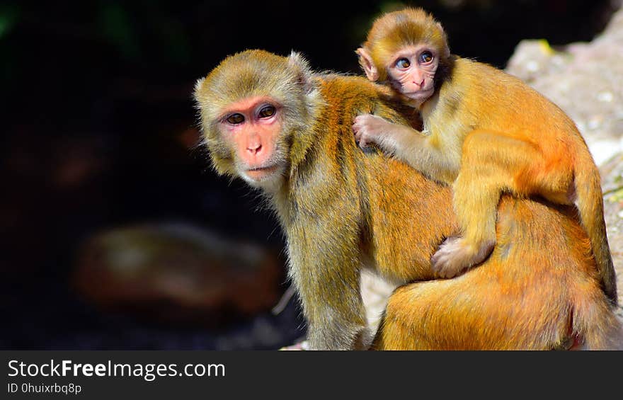 Macaque, Mammal, Primate, Fauna