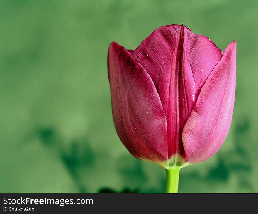 Flower, Tulip, Bud, Plant