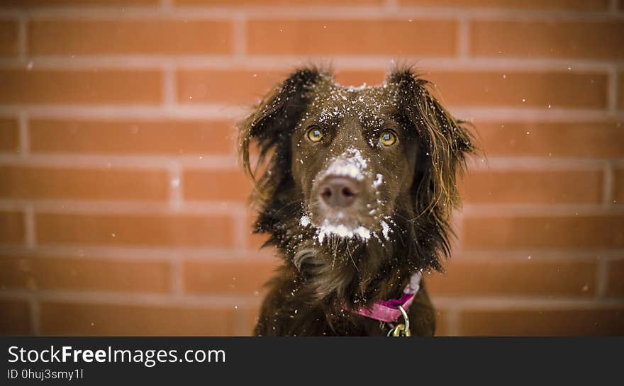 Dog, Dog Breed, Dog Like Mammal, Snout