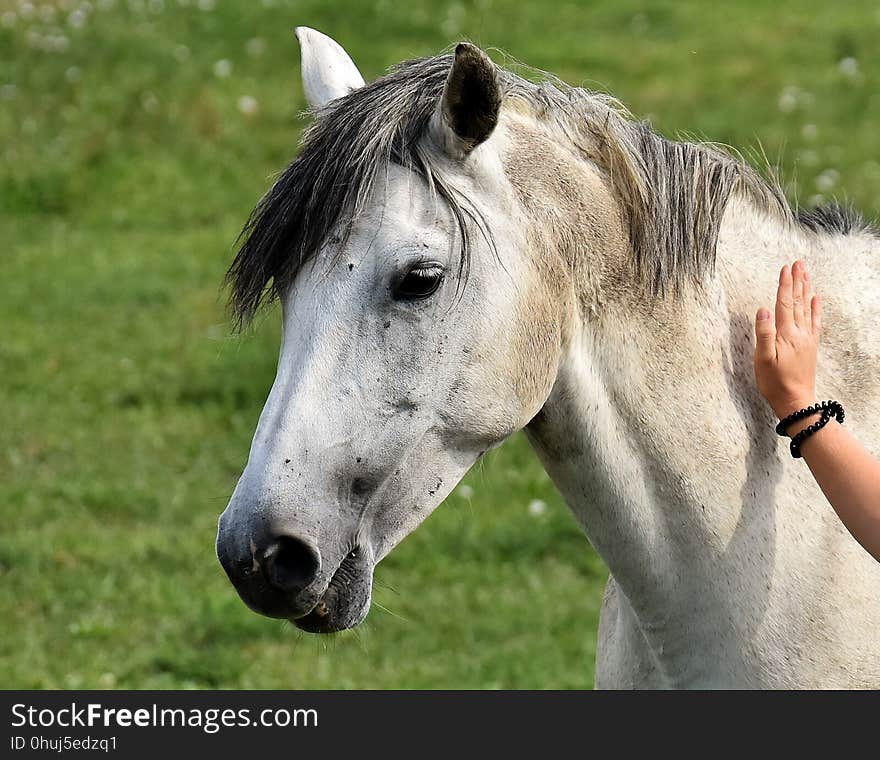 Horse, Mane, Bridle, Horse Like Mammal