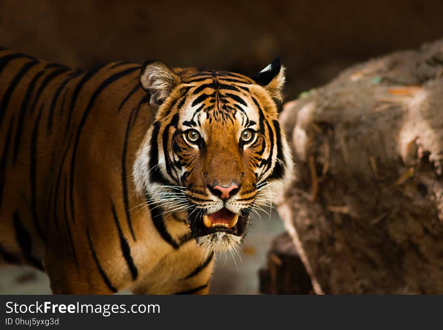 Tiger, Wildlife, Mammal, Terrestrial Animal