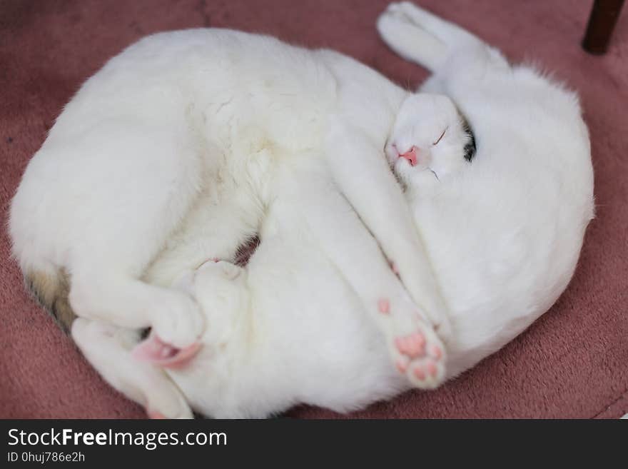 Nose, Cat, Fur, Paw