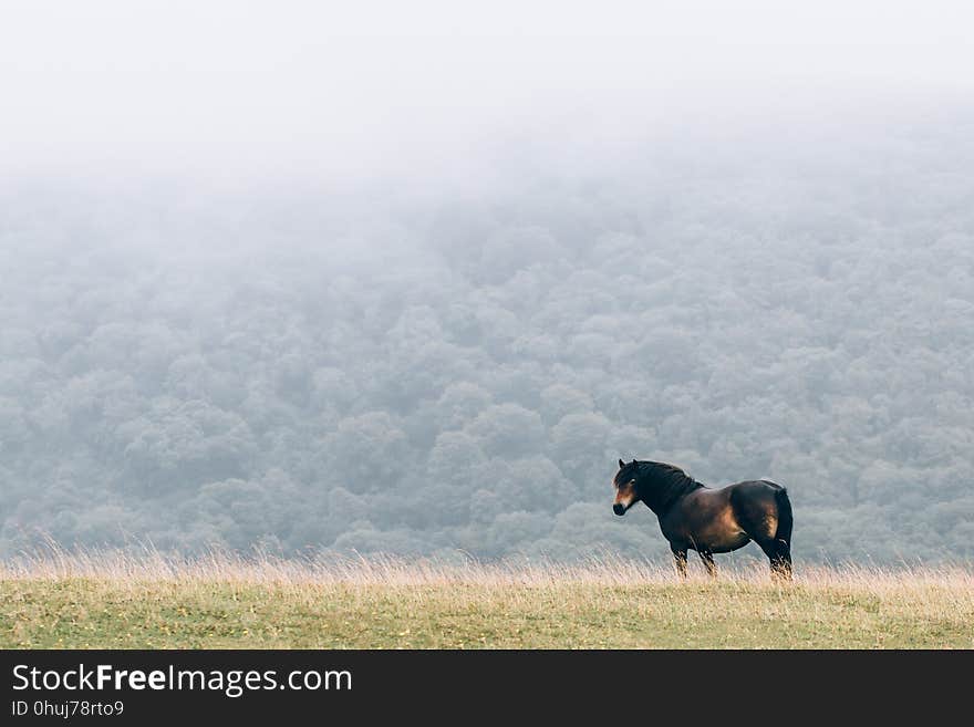 Grass, Sky, Grassland, Cloud