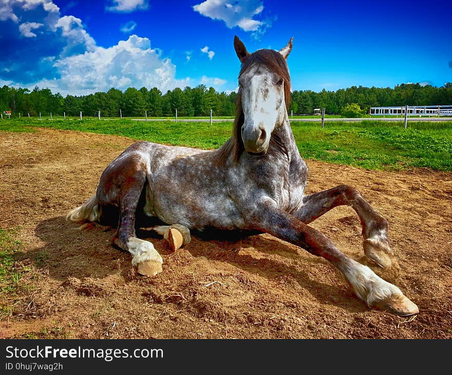 Horse, Horse Like Mammal, Mane, Mustang Horse