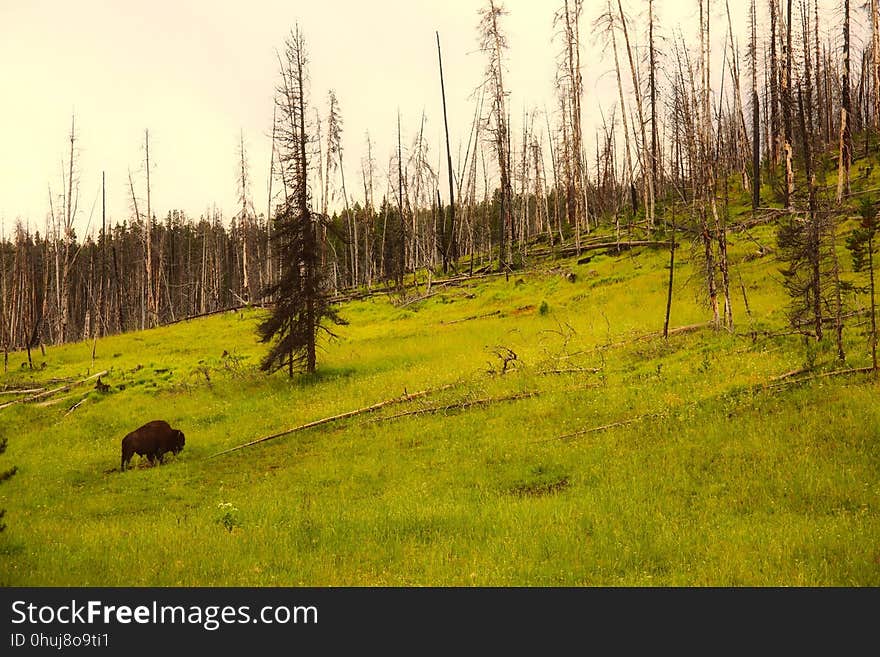 Ecosystem, Nature, Grassland, Wilderness