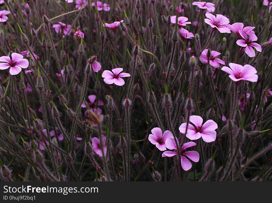 Flower, Plant, Flora, Flowering Plant