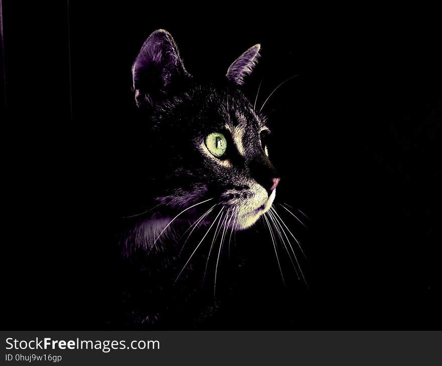 Cat, Black Cat, Black, Whiskers