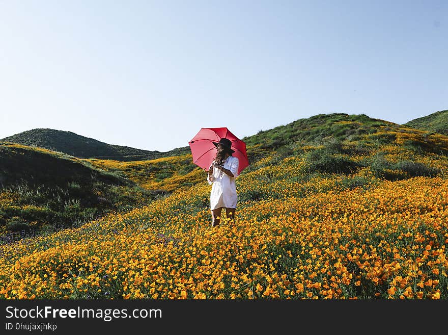 Flower, Field, Ecosystem, Wildflower