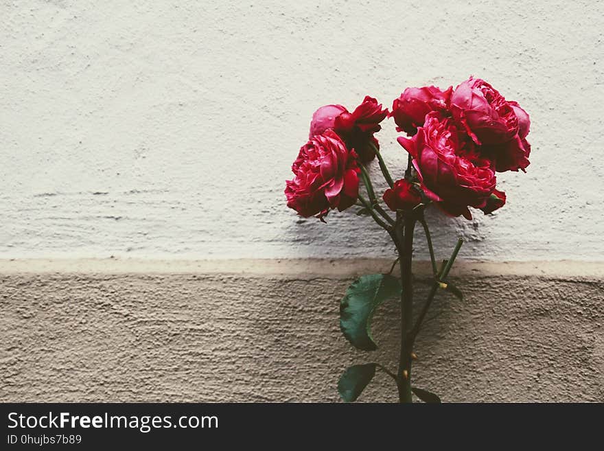 Flower, Red, Pink, Garden Roses