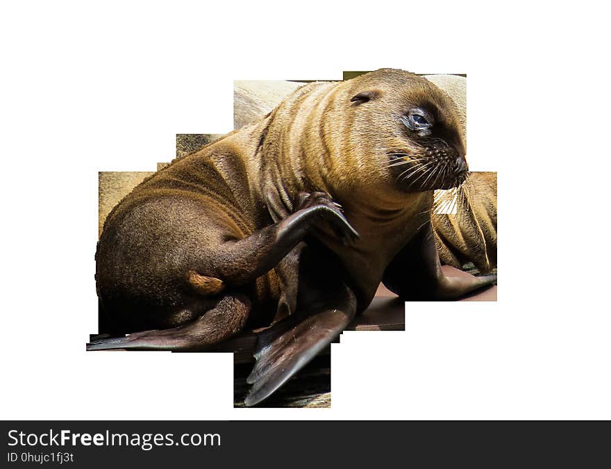 Mammal, Seals, Fauna, Snout