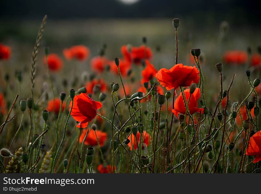 Flower, Wildflower, Poppy, Field