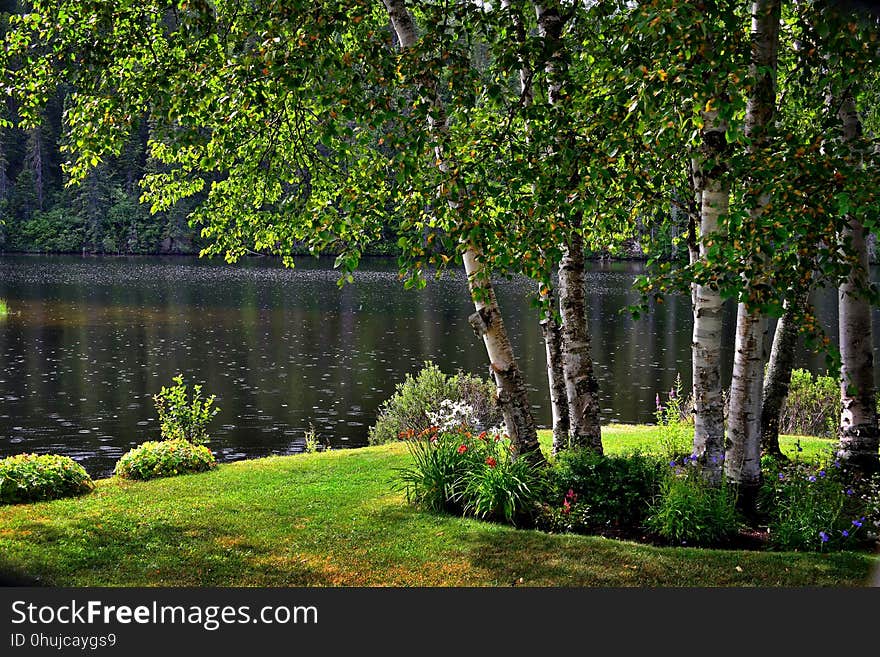 Vegetation, Nature, Tree, Nature Reserve