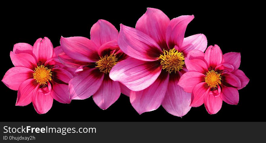 Flower, Pink, Flora, Flowering Plant