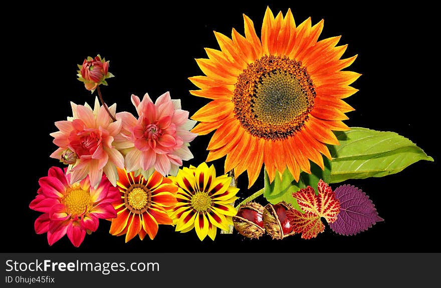 Flower, Flowering Plant, Sunflower, Gerbera