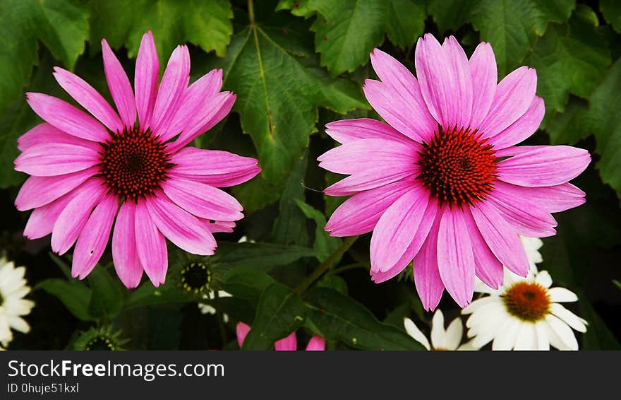 Flower, Plant, Coneflower, Flowering Plant