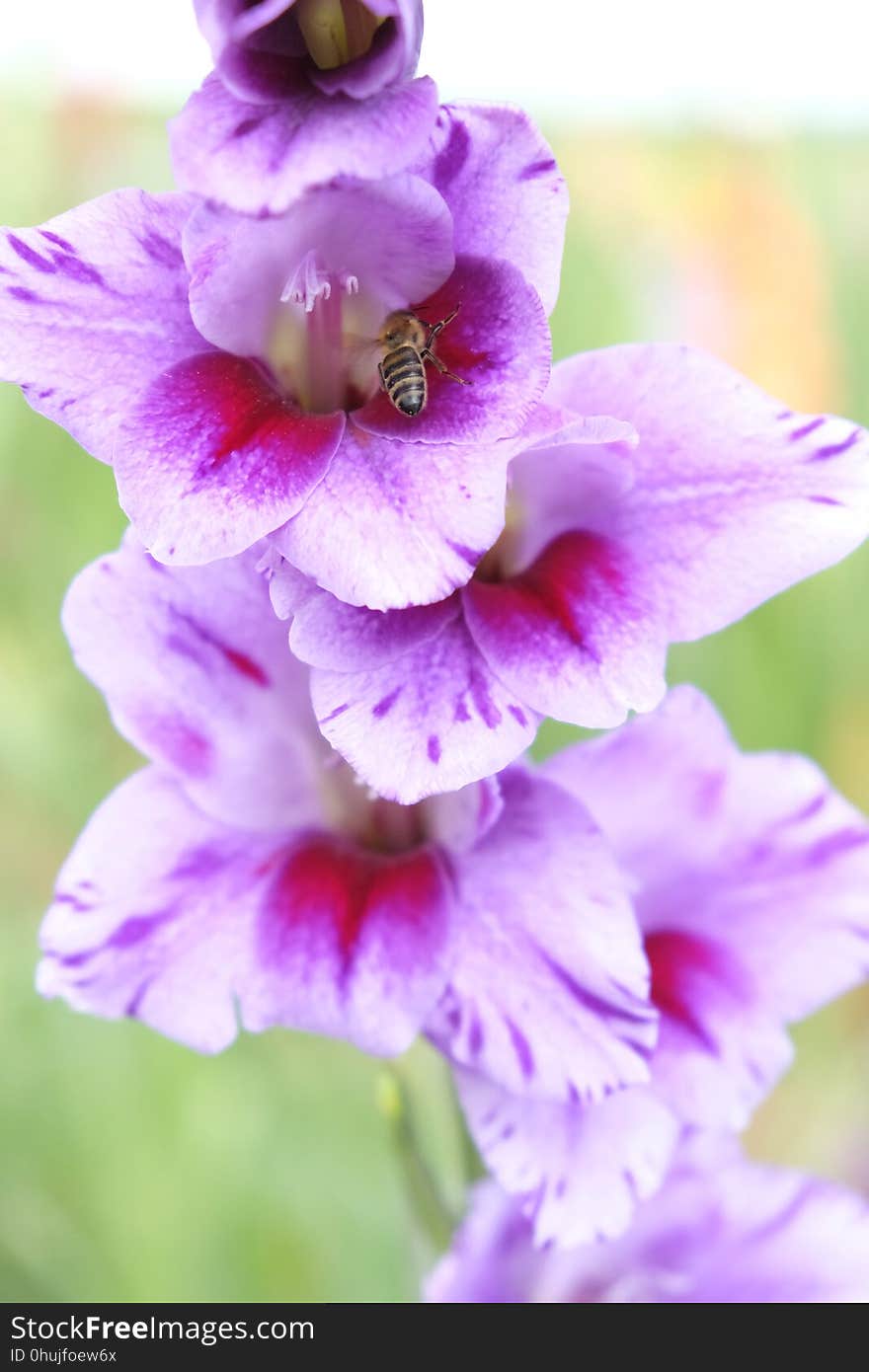 Flower, Flowering Plant, Plant, Gladiolus