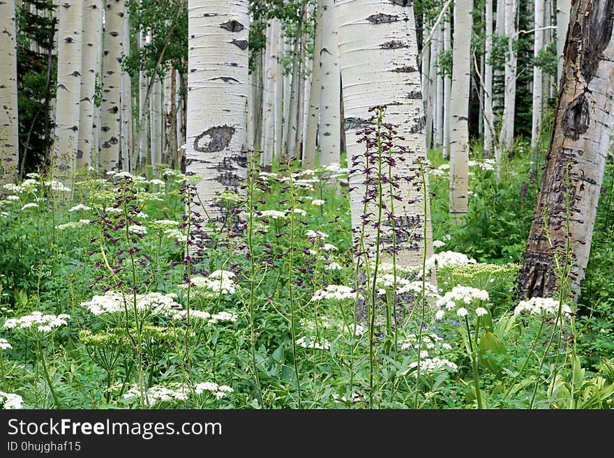 Ecosystem, Flower, Plant, Tree