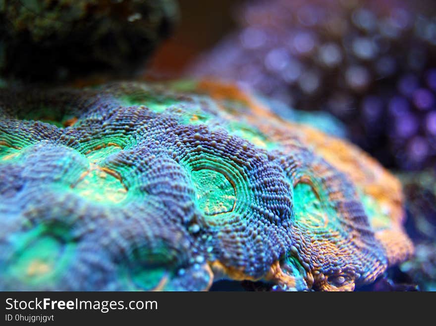 Green, Coral, Coral Reef, Reef