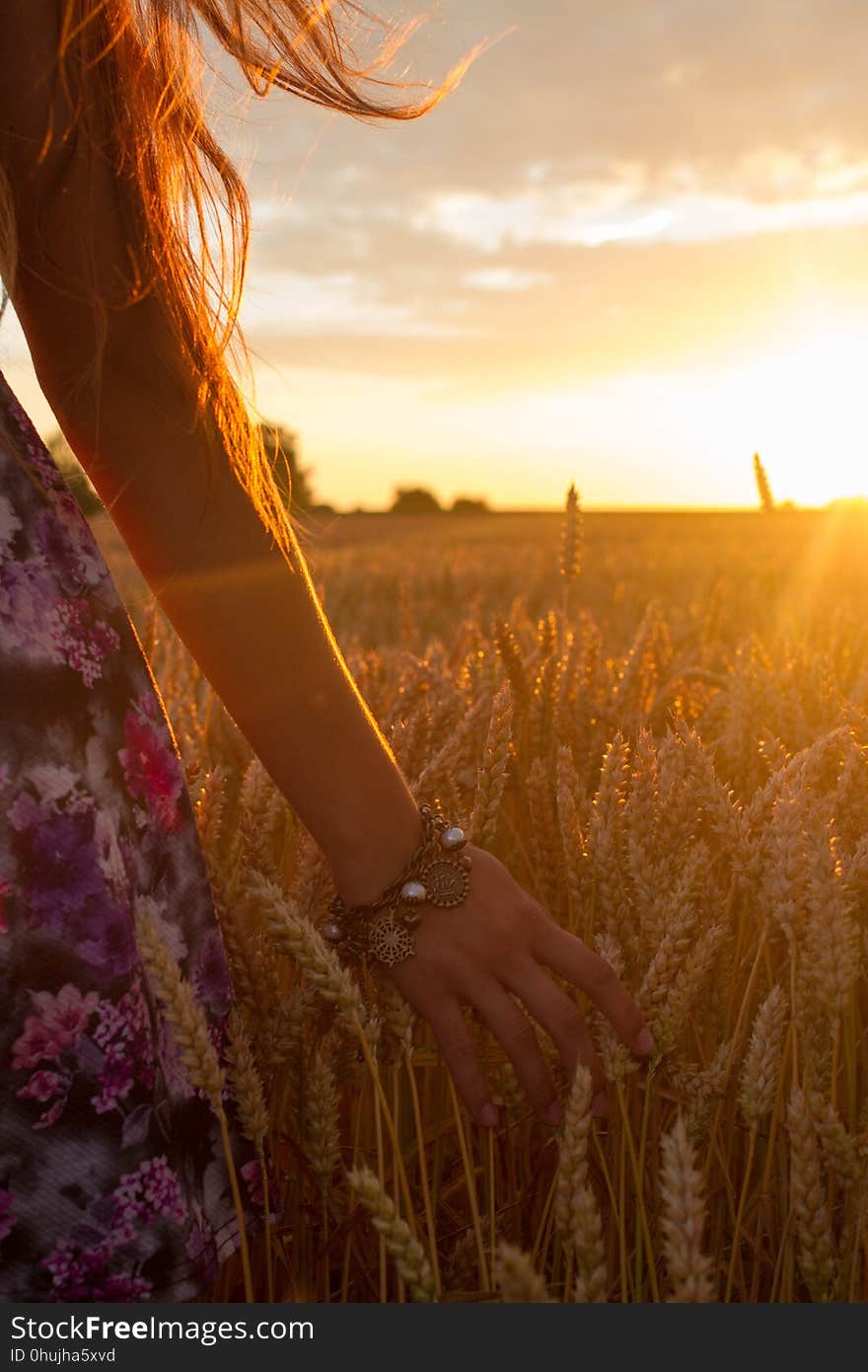 Field, Sky, Wheat, Grass Family