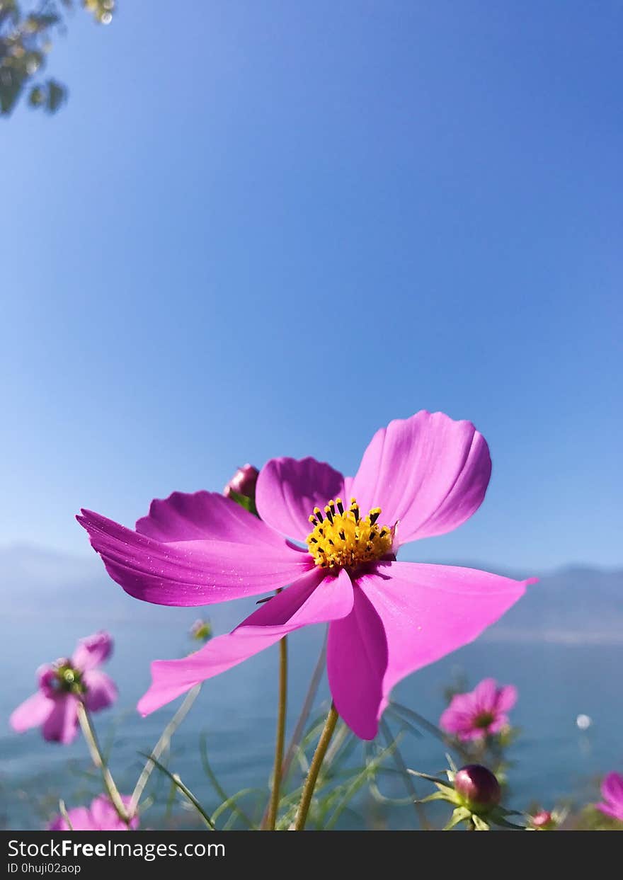 Flower, Garden Cosmos, Flowering Plant, Sky