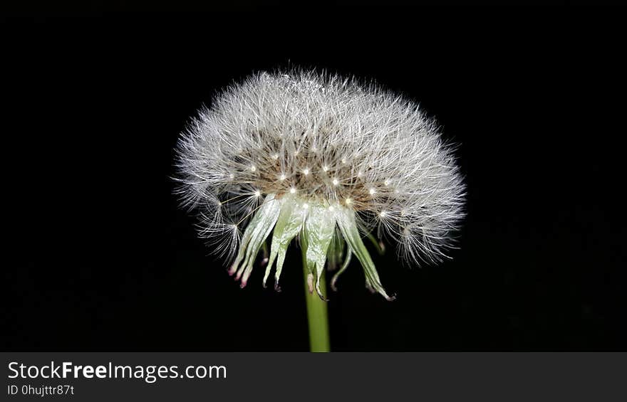 Dandelion, Flower, Flora, Close Up