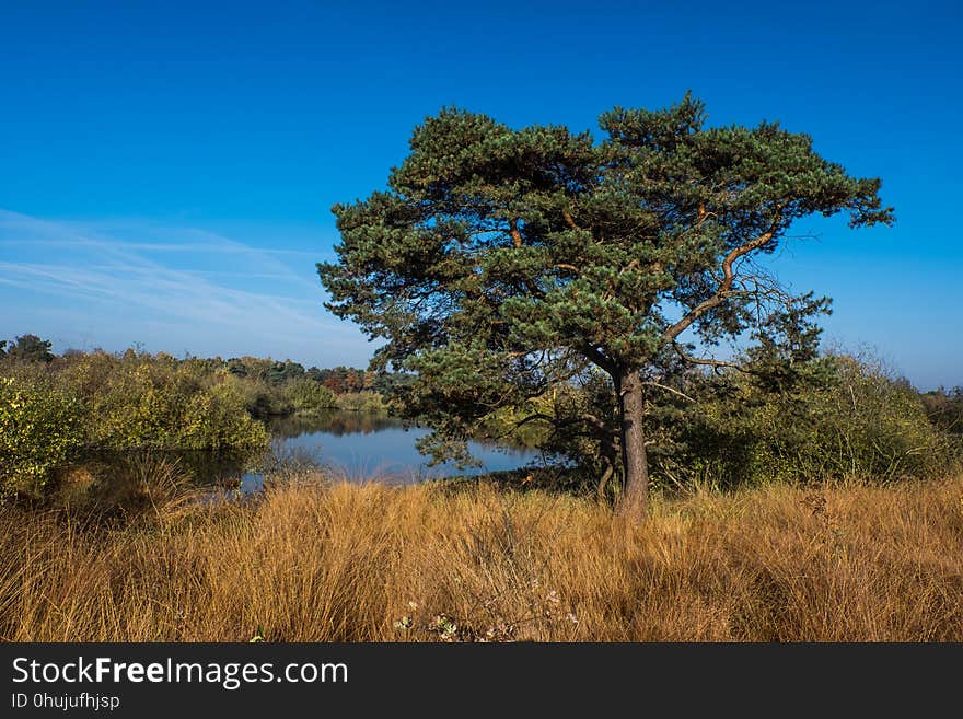 Tree, Vegetation, Ecosystem, Sky