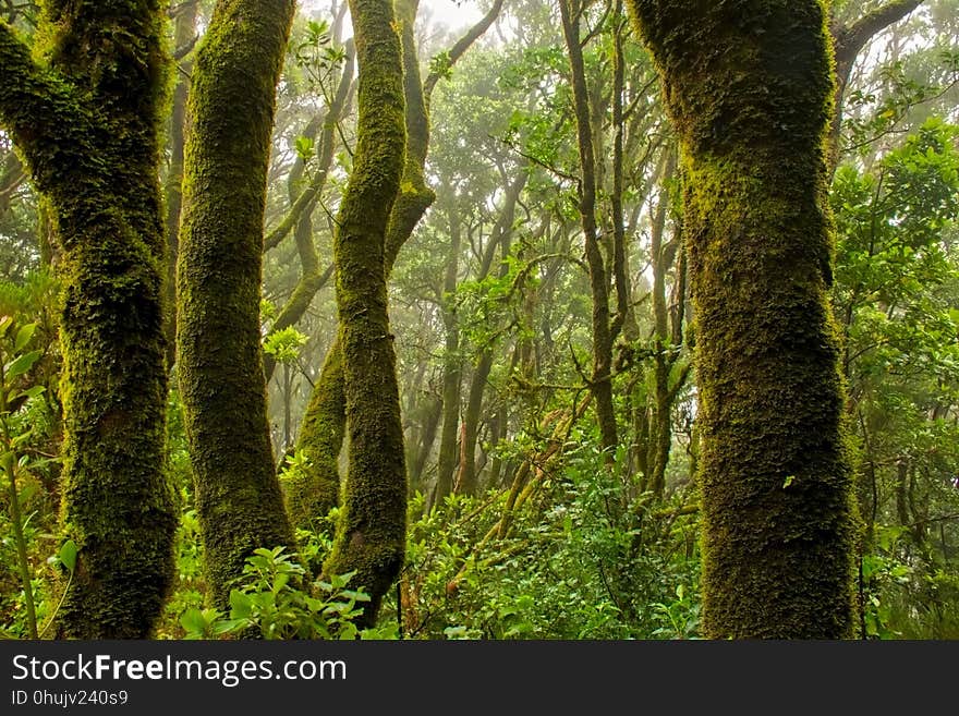 Vegetation, Forest, Ecosystem, Nature Reserve