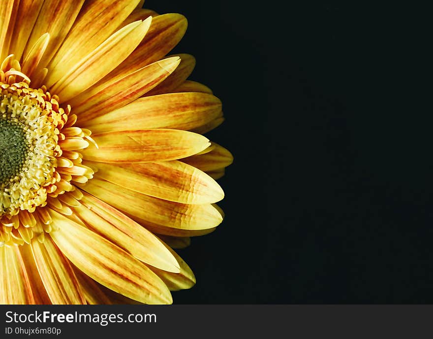 Flower, Yellow, Close Up, Petal