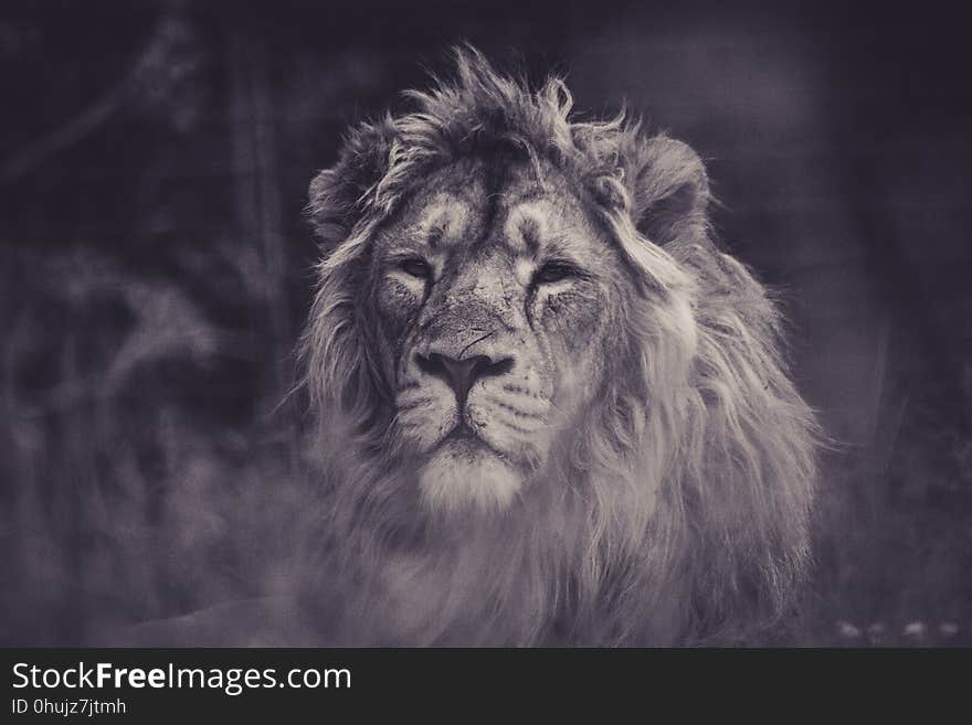 Wildlife, Black And White, Lion, Mammal