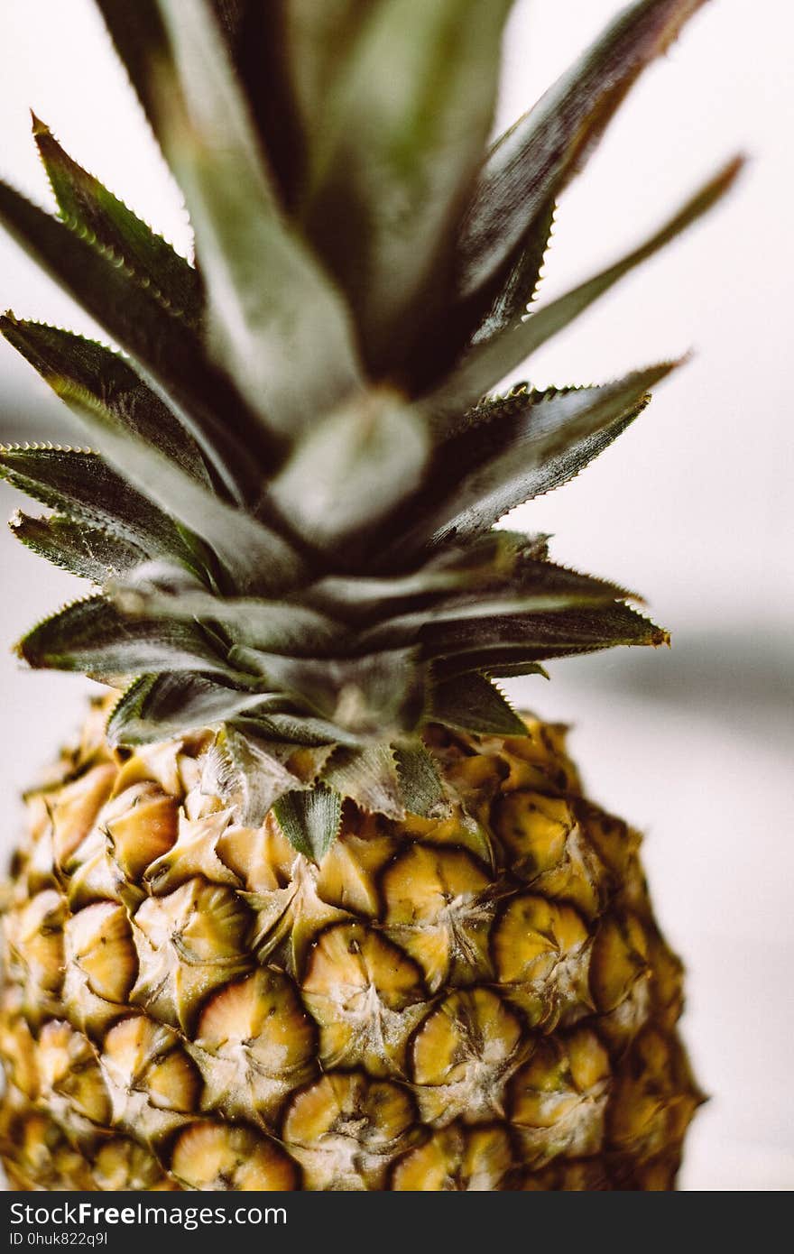 Ananas, Pineapple, Plant, Fruit