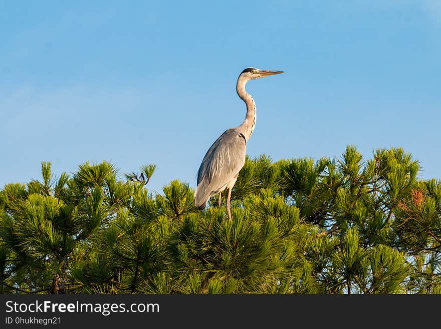 Bird, Ecosystem, Fauna, Nature Reserve