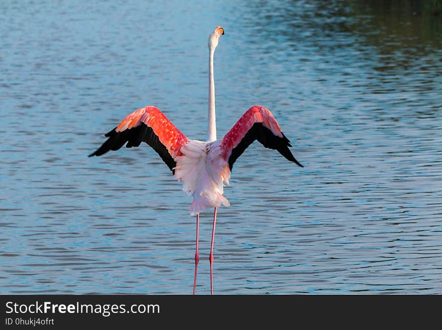 Bird, Flamingo, Water Bird, Water