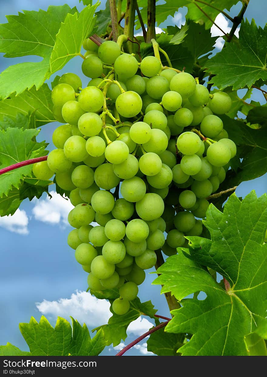 Grape, Grapevine Family, Fruit, Seedless Fruit