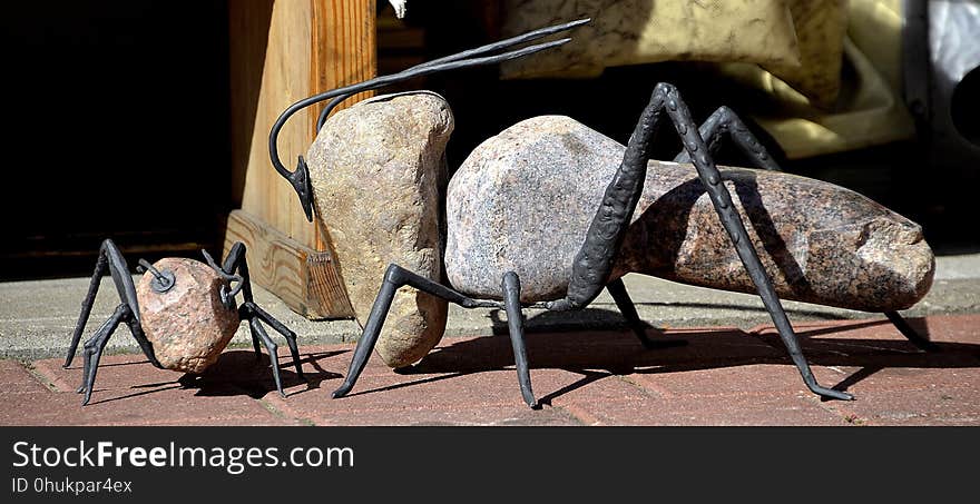 Invertebrate, Insect