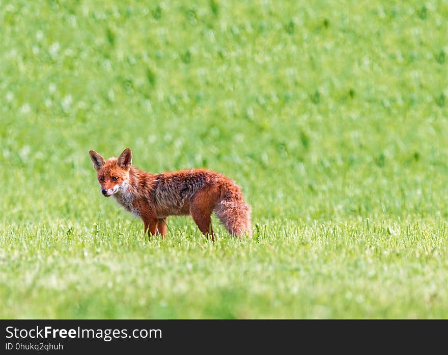 Wildlife, Fauna, Mammal, Fox