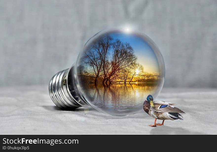 Water, Reflection, Close Up, Bird