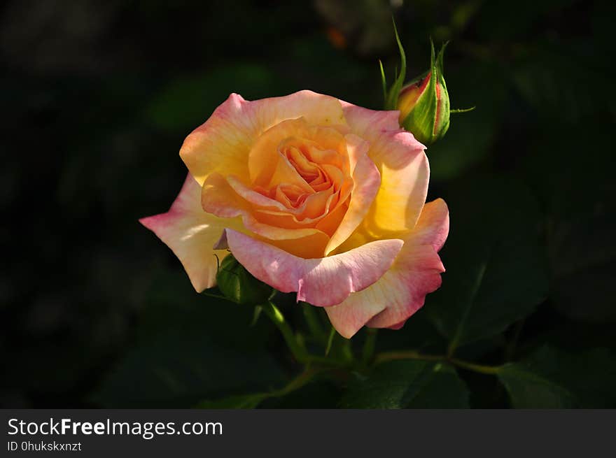 Flower, Rose, Rose Family, Yellow