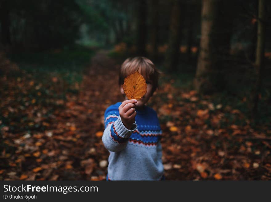 Nature, Vertebrate, Tree, Leaf